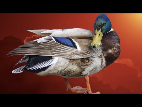 free duck sounds